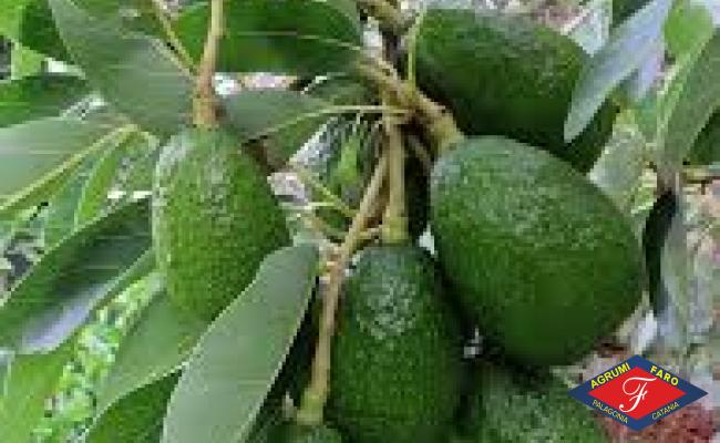 Avocado Hass Avocado Hass