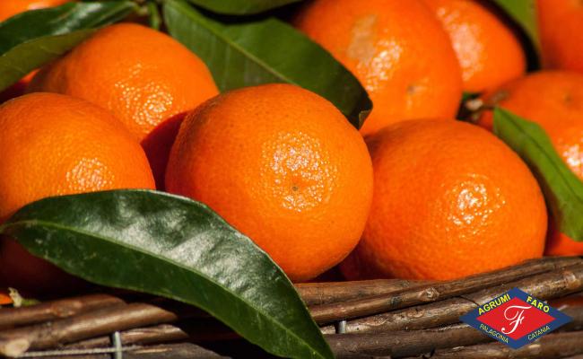 Pacco Misto Clementine Nova e Arance Navel