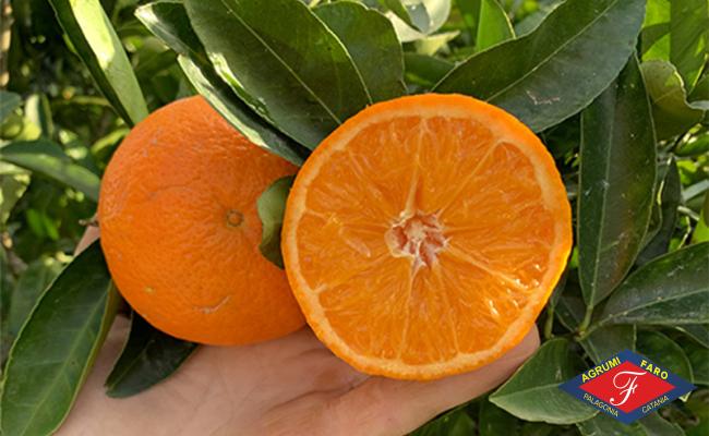 Clementine Nova Siciliane Clementine Nova Siciliane