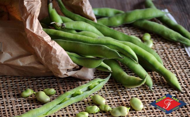 Fave Fresche con Baccello locali