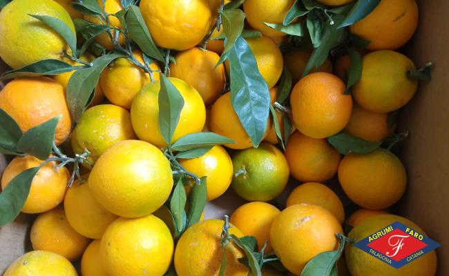 Offerta Della Settimana